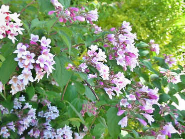 rosa blüte Weigela Styriaca Weigelie Styriaca